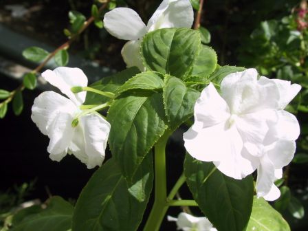 Photo_026.jpg